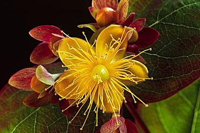 游戏粉丝将《辐射3》眺望角DLC移植到《辐射4》